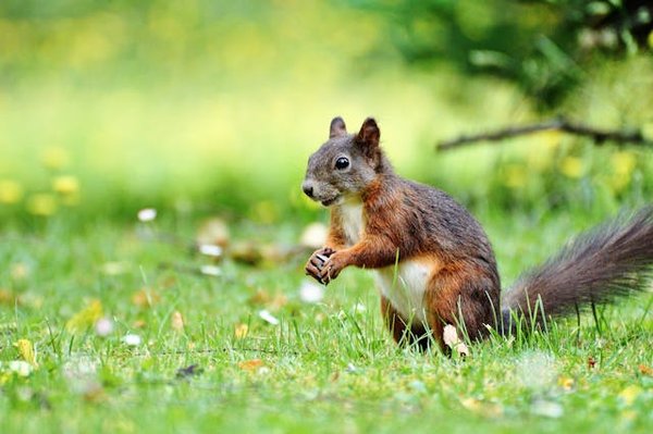 Comment gérer les comportements de nidification chez les écureuils de Corée ?
