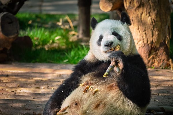 Comment reconnaître et répondre aux besoins d'un panda roux en captivité ?