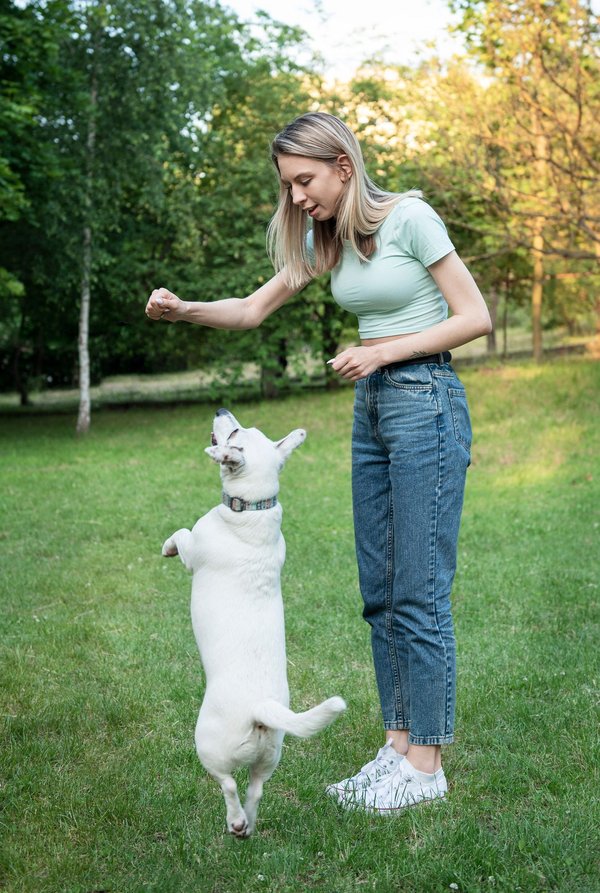 La boutique en ligne pour chiens qui allie qualité et passion